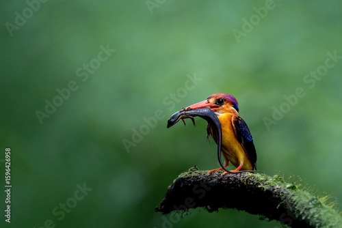 Orientl dwarf kingfisher (ODKF) , also known as the black-backed kingfisher or three-toed kingfisher. 
