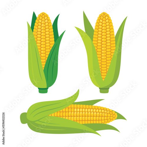 Fresh corn on the cob with green husks