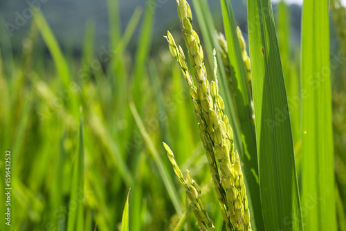 Green Rice Ears in the Paddy Field, Symbolizing Abundance and Vitality in Agricultural Landscapes