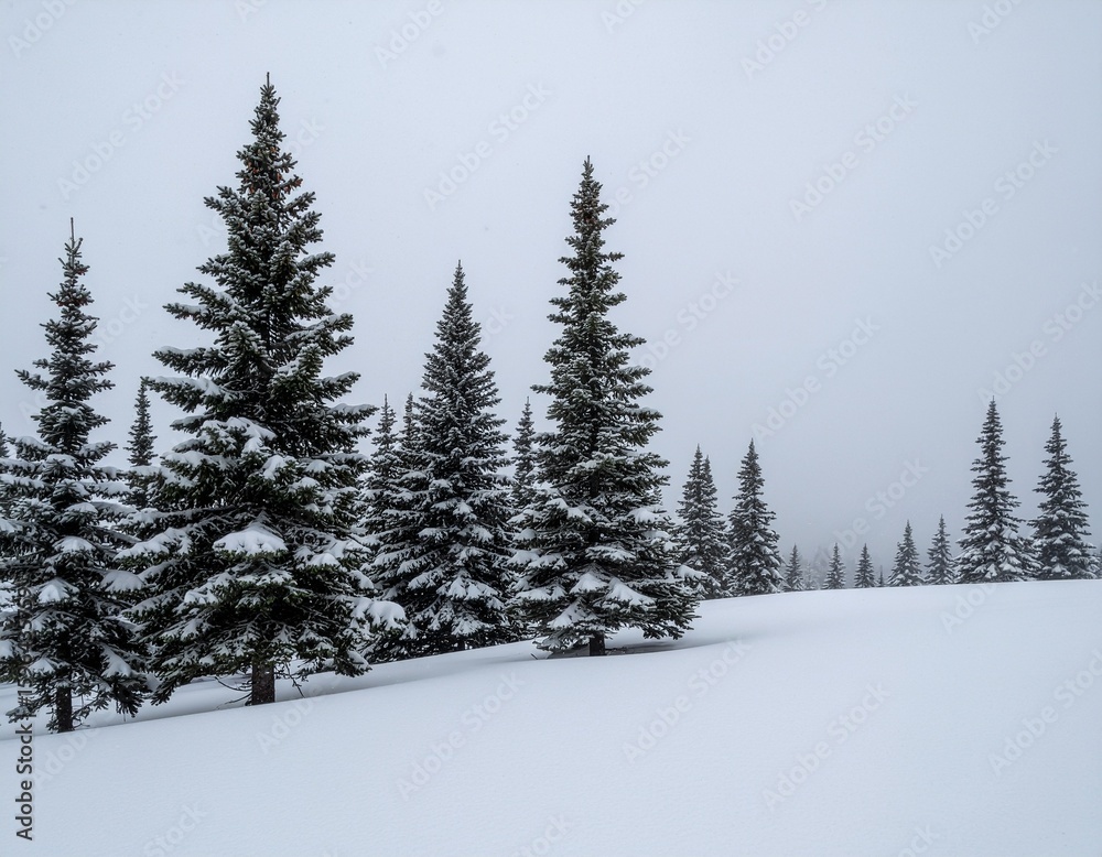 Naklejka premium Snow-Covered Pine Trees- Majestic evergreen pine trees blanketed in heavy snow