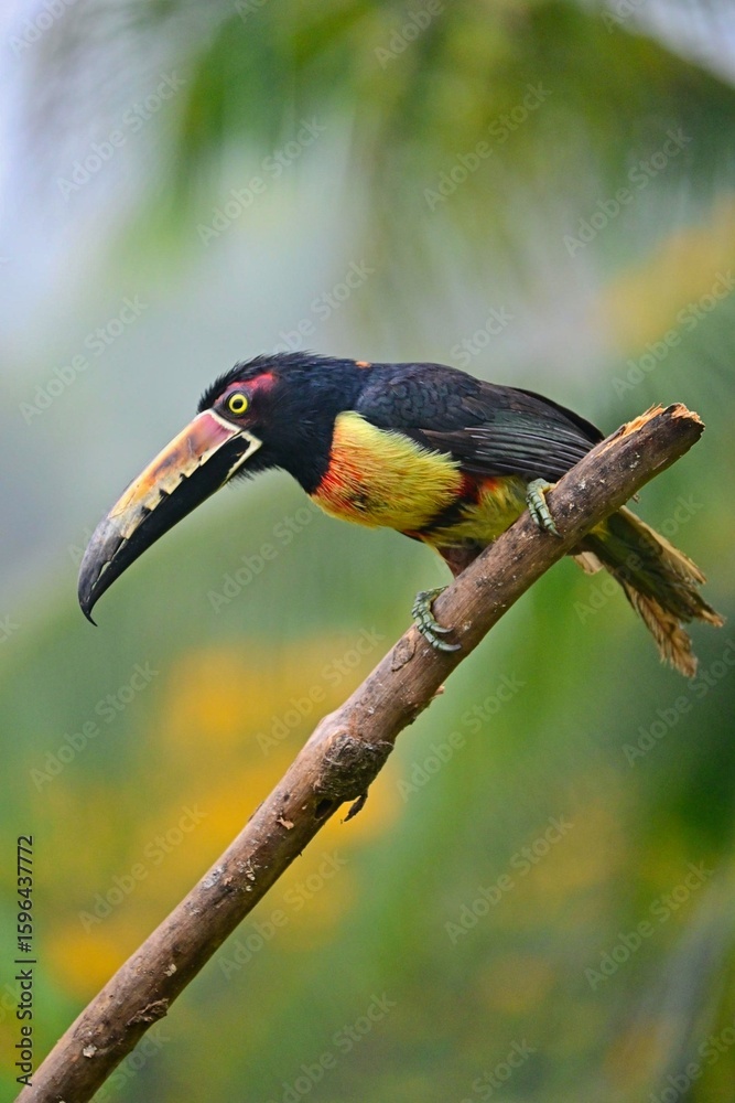 Obraz premium Collared aracari