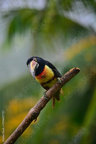 Collared aracari