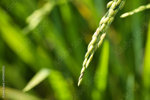 A Close-Up View of Rice Spikelets in a Lush Green Field