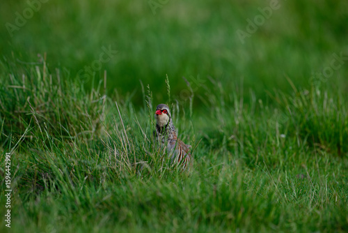 red legged partridge looking