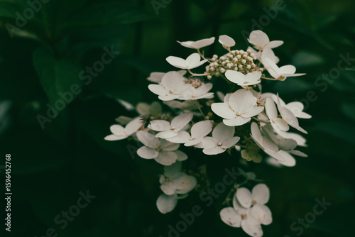 Fotografija White hydrangea flowers bloom against a dark green backdrop, showcasing nature's elegance