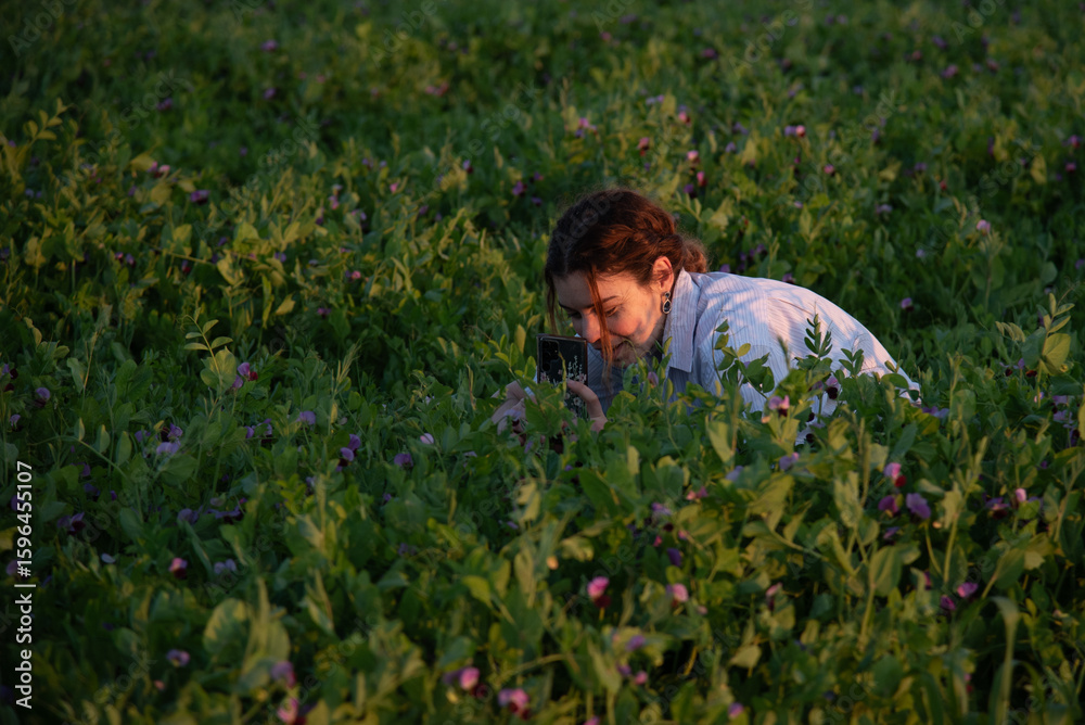 Young woman taking pictures of blooming peas in a field at sunset Young woman taking pictures of blooming peas in a field at sunset