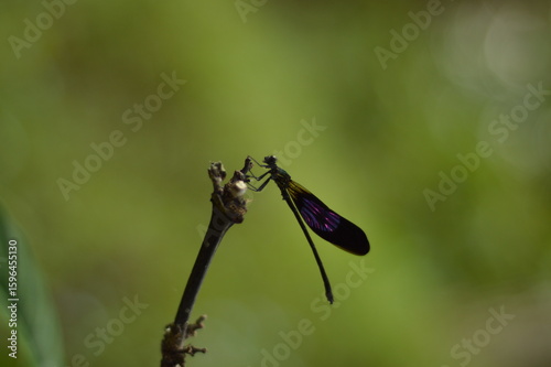 close-up photo of  colorful dragonfly with blurry background