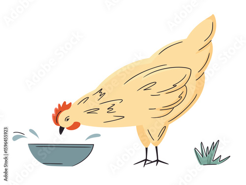 Hand drawn poultry. Colorful farm hen isolated on white.  Vector chicken illustration. Bright, organic design for local farm, urban homesteading, fresh food, and countryside life