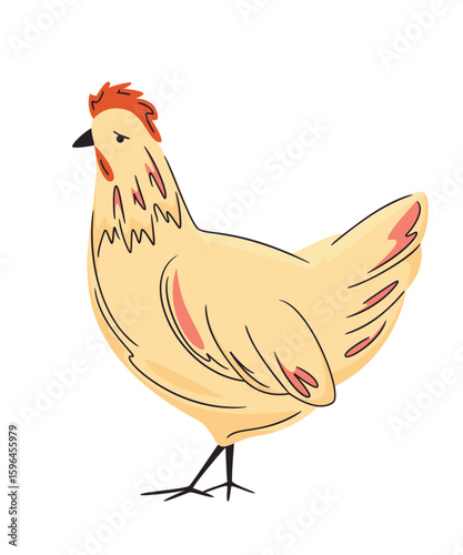 Hand drawn poultry. Colorful farm hen isolated on white.  Vector chicken illustration. Bright, organic design for local farm, urban homesteading, fresh food, and countryside life