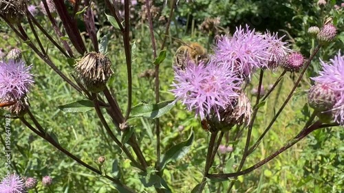 purple thistle flower