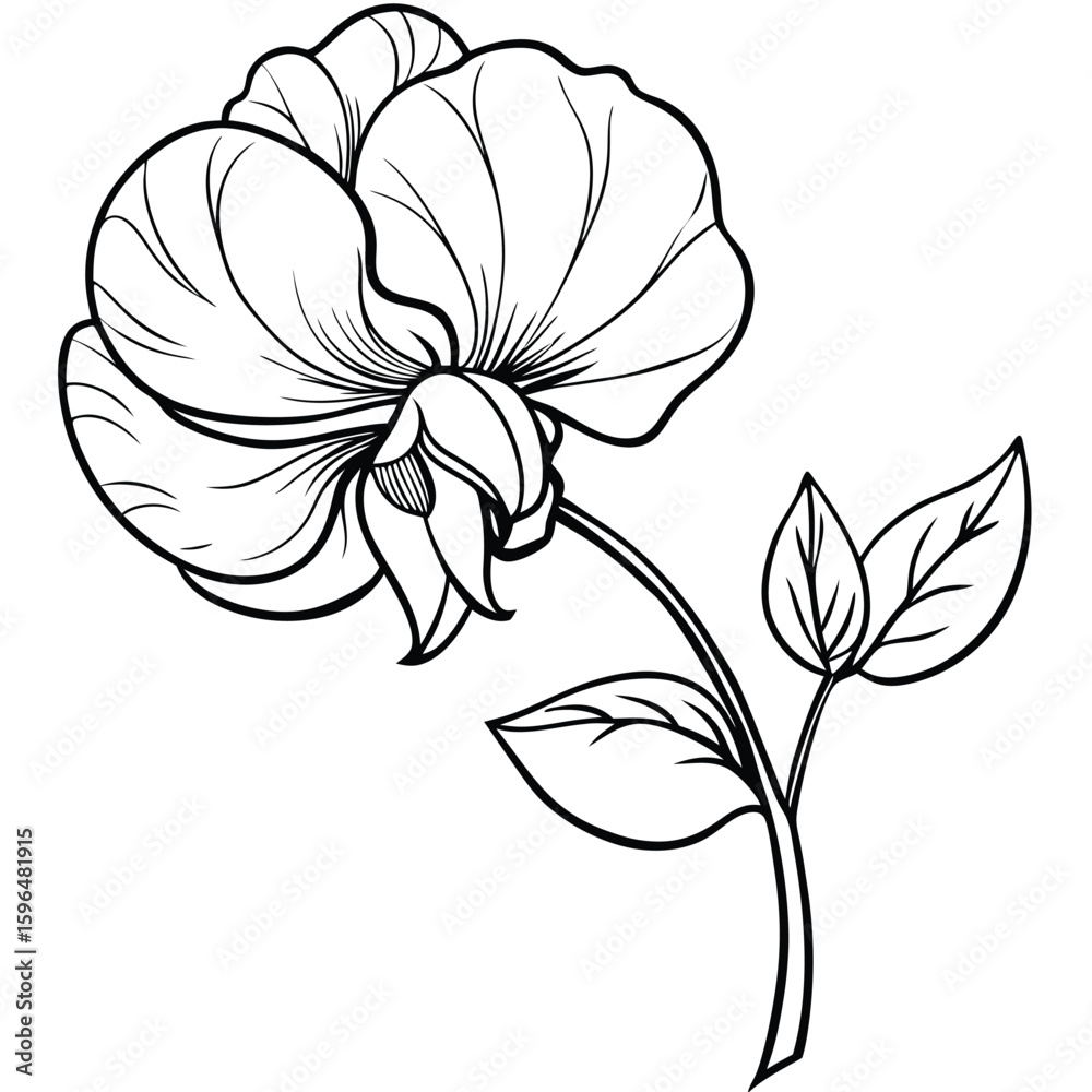 Obraz premium pea flower on white 