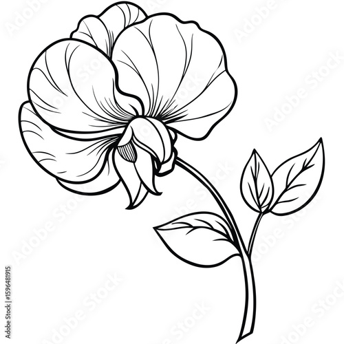 pea flower on white 