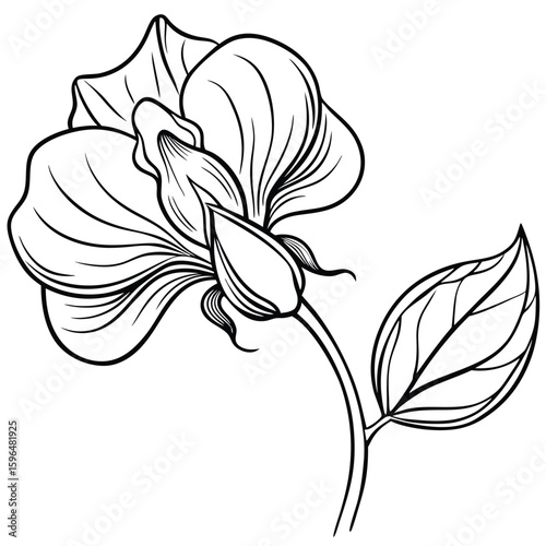 pea flower on white 