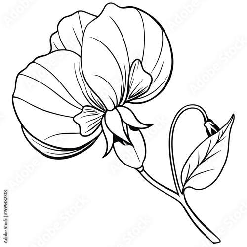 pea flower on white 