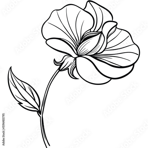 pea flower on white 