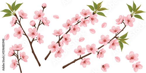 Realistic cherry blossom branch. pink sakura flower falling.