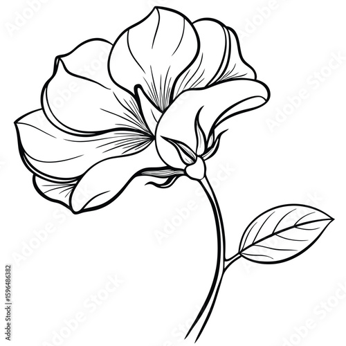 pea flower on white 