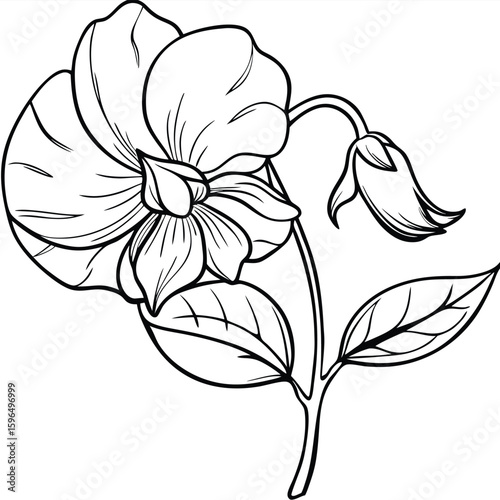 pea flower on white 