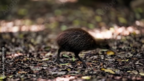 Brown Kiwi Bird Foraging on Dark Forest Floor: Unique Flightless Bird in Natural Habitat