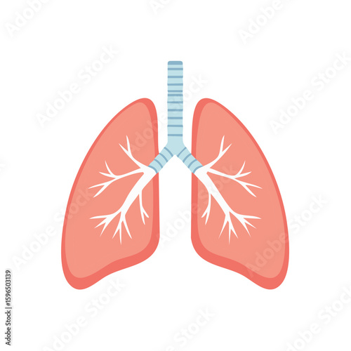 Simplified Anatomy Illustration of Lungs and Respiratory System for Education Purposes