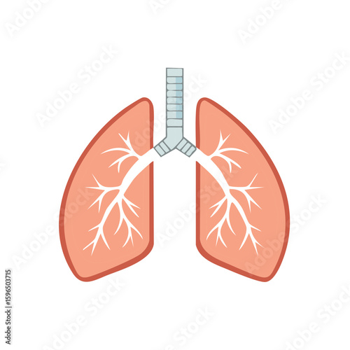 Human lungs illustration with trachea and bronchi on white background for medical educational and anatomical diagrams and healthcare materials