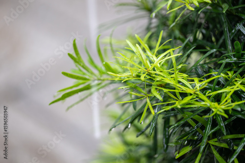 A Close-Up View of a Lush Green Plant with Delicate Leaves and Vibrant Colors