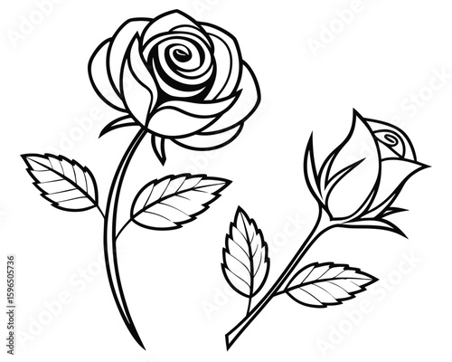 Elegant black and white rose flowers in full bloom and bud stage with detailed outlines illustration.