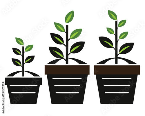 Illustrated vector graphic of three potted plants showing different growth stages isolated on white. plant, growth, gardening progress.