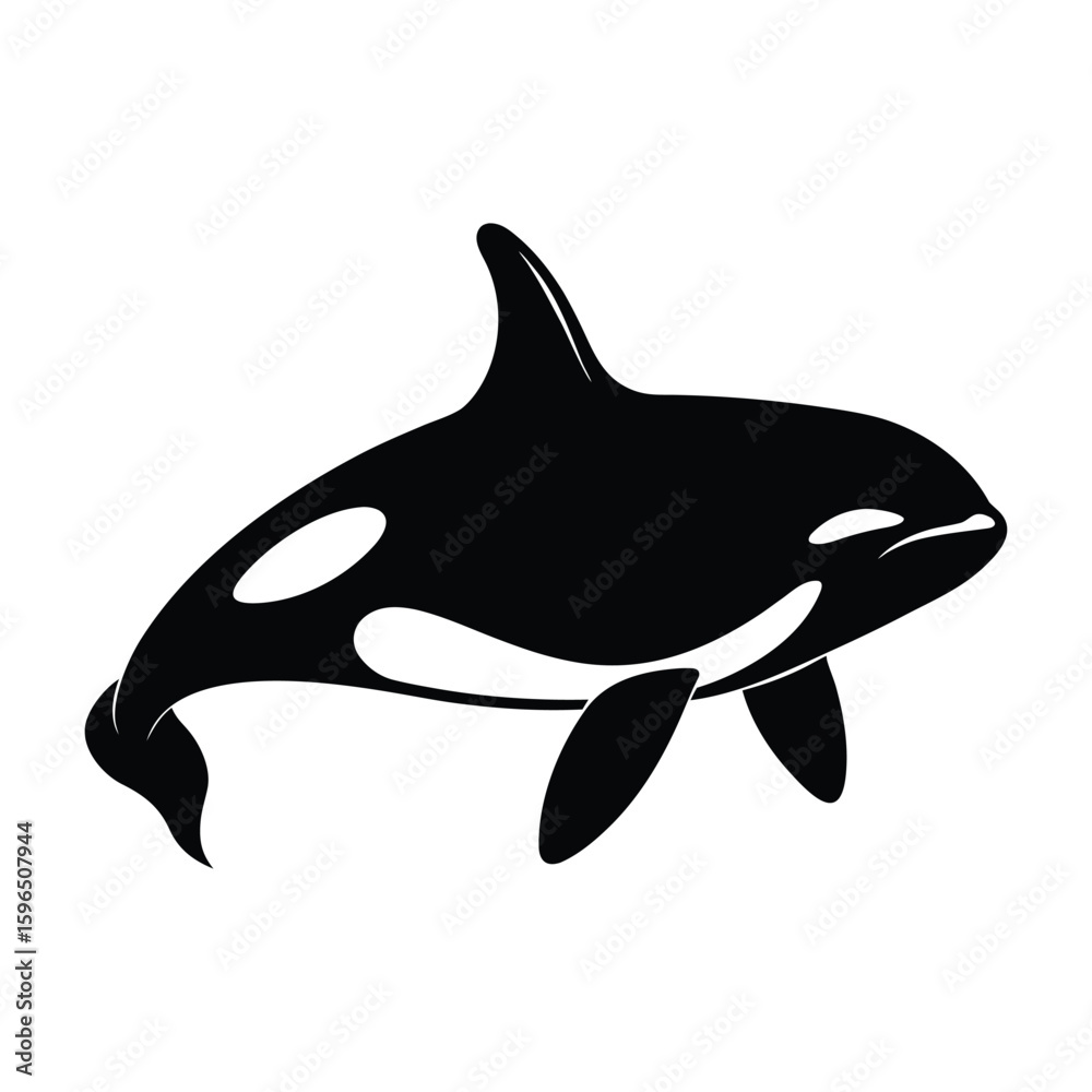 Fototapeta premium Black and white silhouette of a killer whale orca