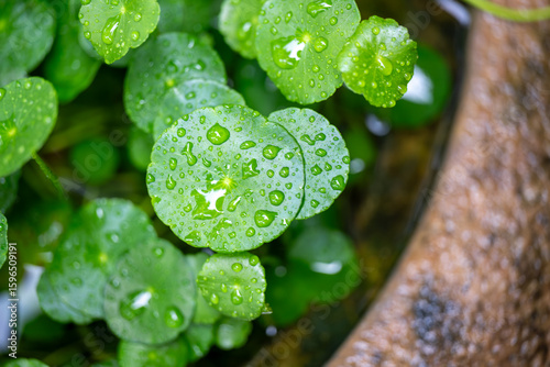 Raindrops on Lotus Leaves After a Rainy Day