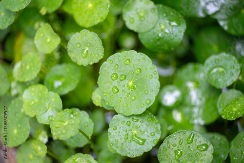 Water Droplets on Green Leaves After Rain