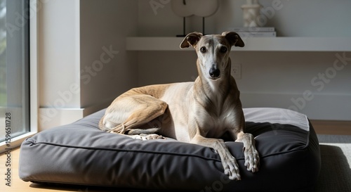 Elegant Greyhound Relaxing on Modern Gray Bed in Sunlight-Filled Room