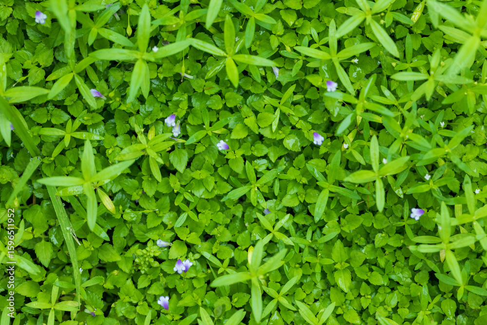Obraz premium Fresh Green Weeds in Natural Light
