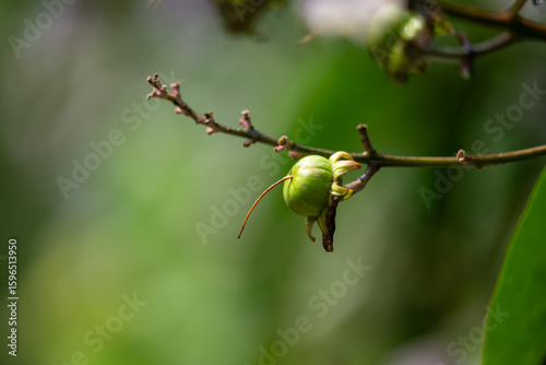 A Delicate Bud Amidst Lush Green Leaves