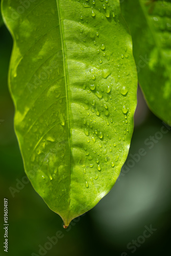 A Close-Up of Raindrops on a Green Leaf, Highlighting the Natural Beauty and Texture of the Leaf Surface