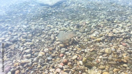 Transparent jellyfish gracefully gliding through clear water above a bed of smooth pebbles, showcasing its delicate tentacles and ethereal beauty in a serene aquatic environment