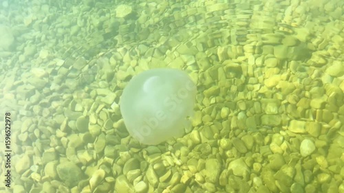 Transparent jellyfish gracefully gliding through clear water above a bed of smooth pebbles, showcasing its delicate tentacles and ethereal beauty in a serene aquatic environment