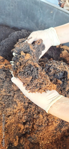 Gardeners mix coconut husks with nutrient-rich soil before planting trees. A woman wearing white rubber gloves scoops up equal amounts of soil and coconut husks. Soil preparation, Soil conditioning.
