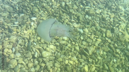 Transparent jellyfish gracefully gliding through clear water above a bed of smooth pebbles, showcasing its delicate tentacles and ethereal beauty in a serene aquatic environment