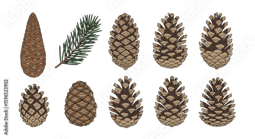 Natural pine cones and evergreen branch collection for festive decorations and crafting projects