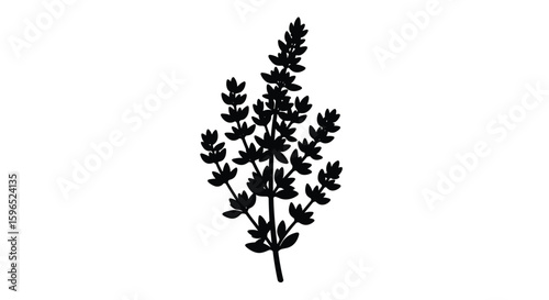 Black silhouette of a thyme sprig with small leaves and flowers on white background