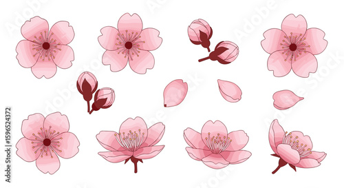 Beautiful pink cherry blossoms and buds arrangement spring flowers nature elements