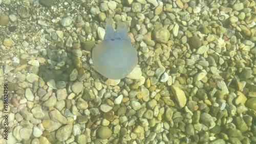 Transparent jellyfish gracefully gliding through clear water above a bed of smooth pebbles, showcasing its delicate tentacles and ethereal beauty in a serene aquatic environment