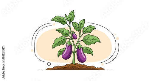 Healthy eggplant plant growing delicious purple fruits in rich soil garden