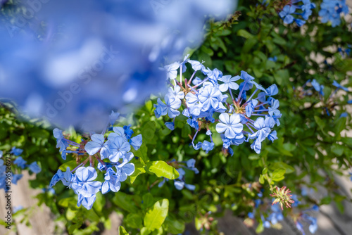 A Captivating Moment of Blue Flowers in Bloom