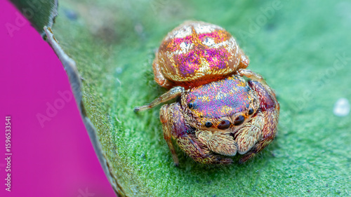 Female purple-gold jumping spider (Irura bidenticulata)