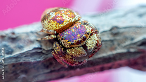 male purple-gold jumping spider (Irura bidenticulata)