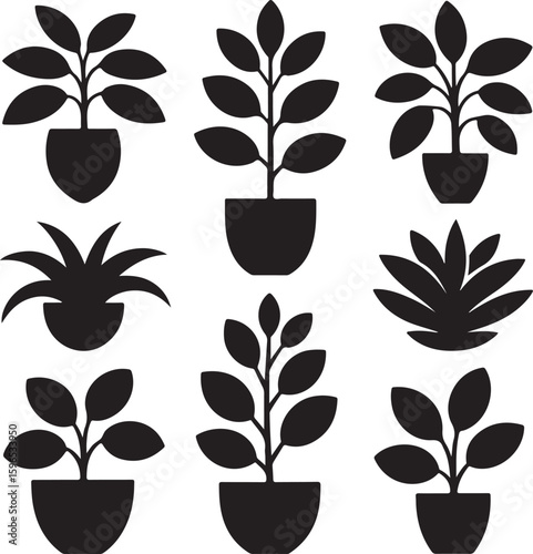 Potted plants with varied leaf shapes and arrangements leaves foliage