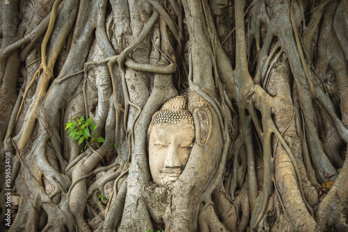 Photos Buddha face in the root of a sacred tree at the Wat Maha That temple in Ayutthay
