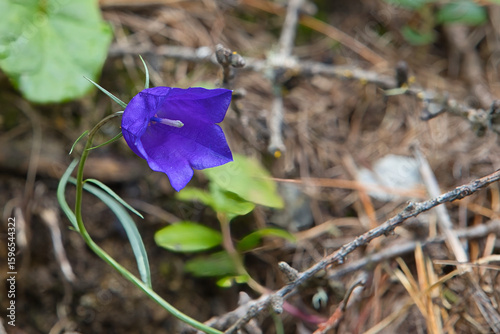 Bellflower in the Venosta Valley region in South Tyrol.